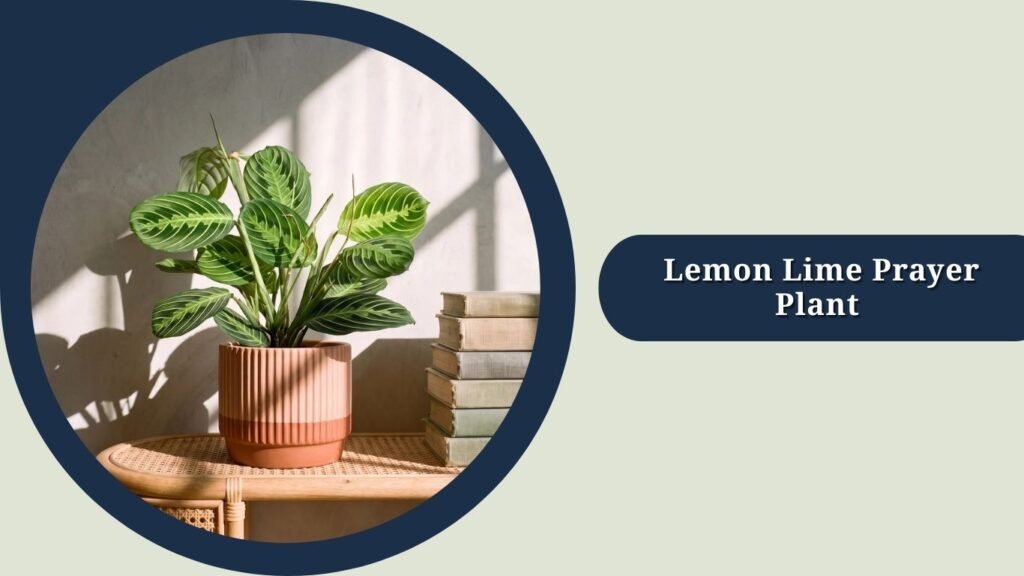 Lemon Lime Prayer Plant (Maranta leuconeura 'Lemon Lime')