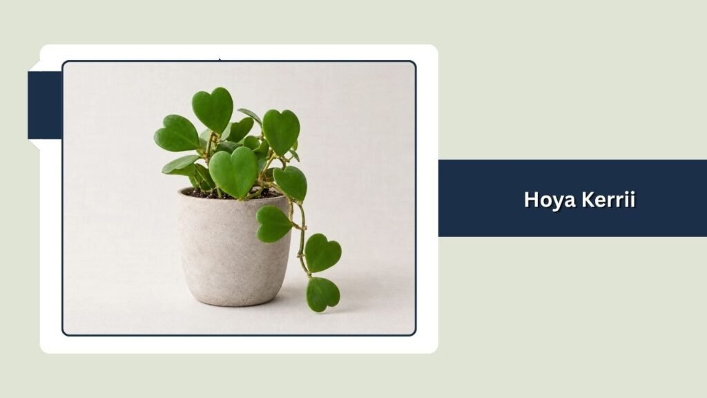 Hoya Kerrii (Hoya kerrii)