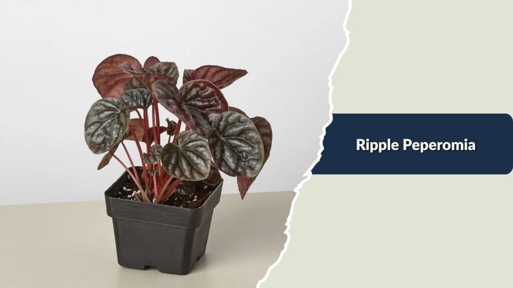 Ripple Peperomia (Peperomia caperata)