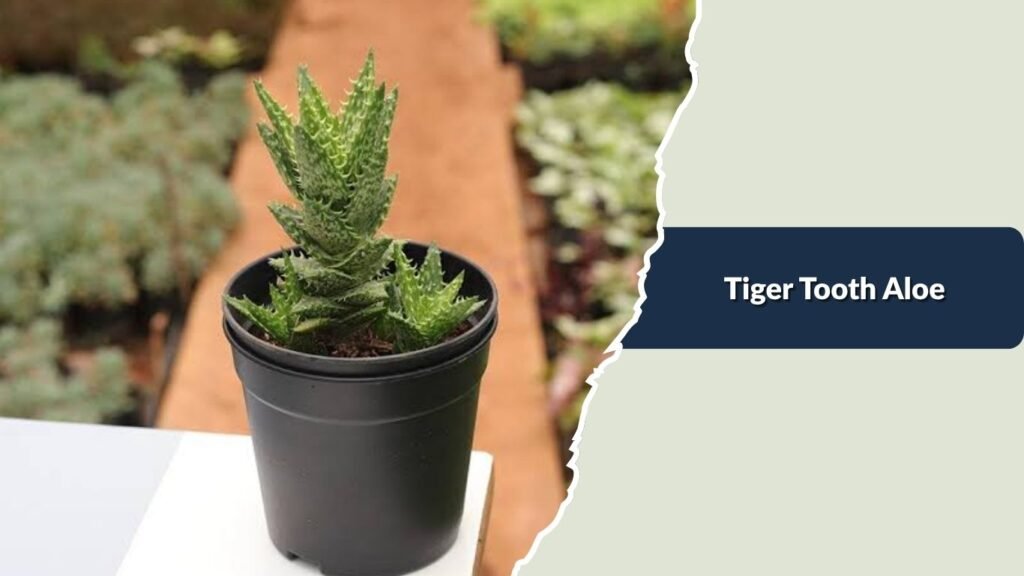 Tiger Tooth Aloe