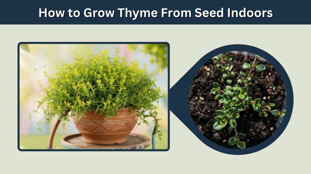 How to Grow Thyme From Seed Indoors