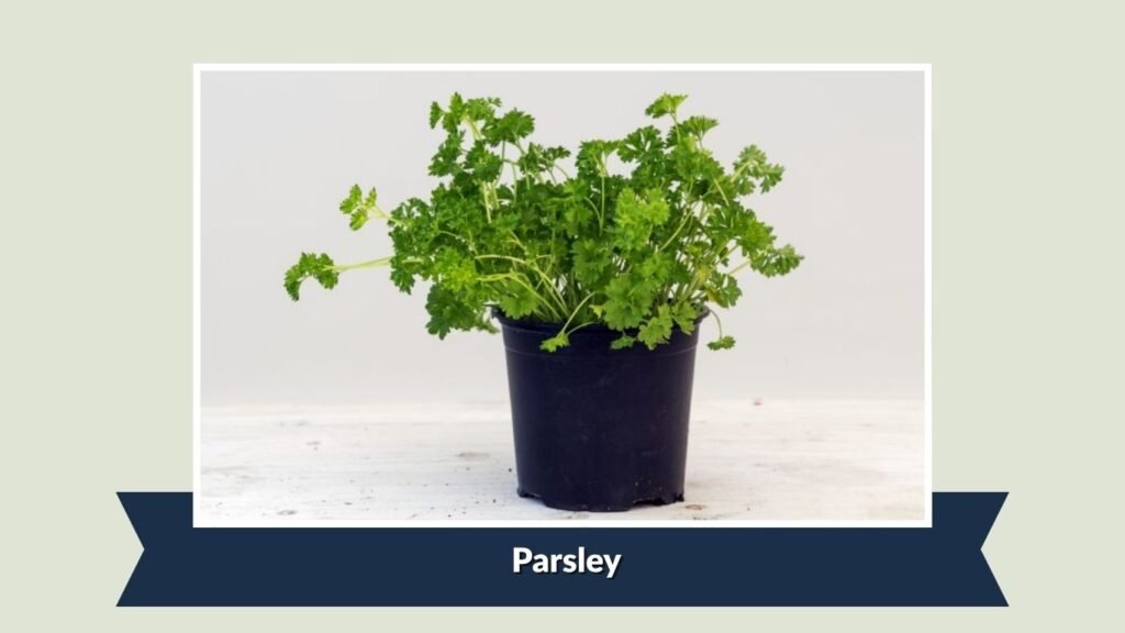 Parsley