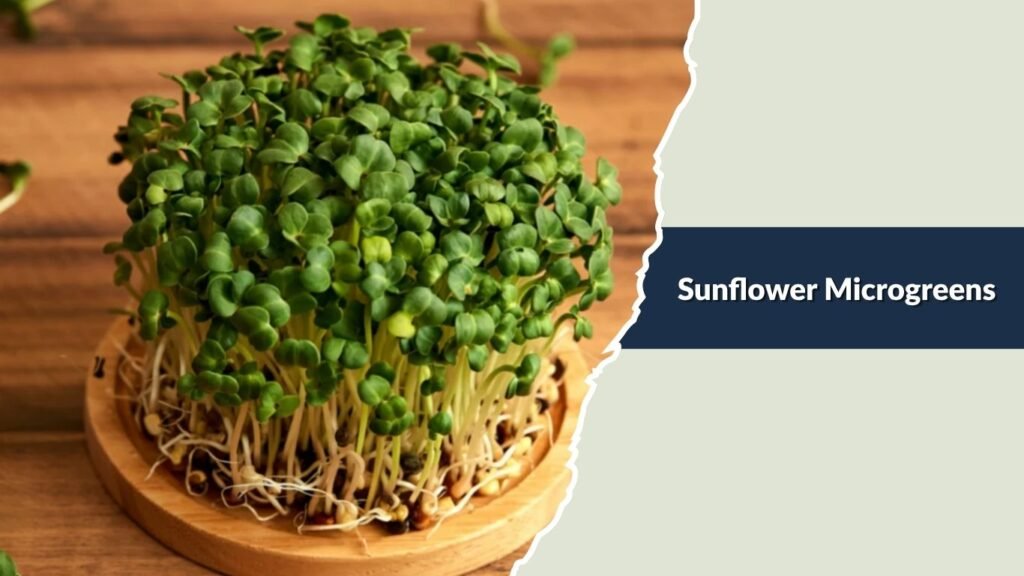 Sunflower Microgreens