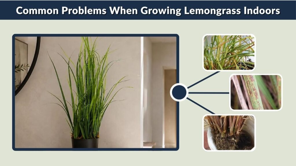 Common Problems When Growing Lemongrass Indoors