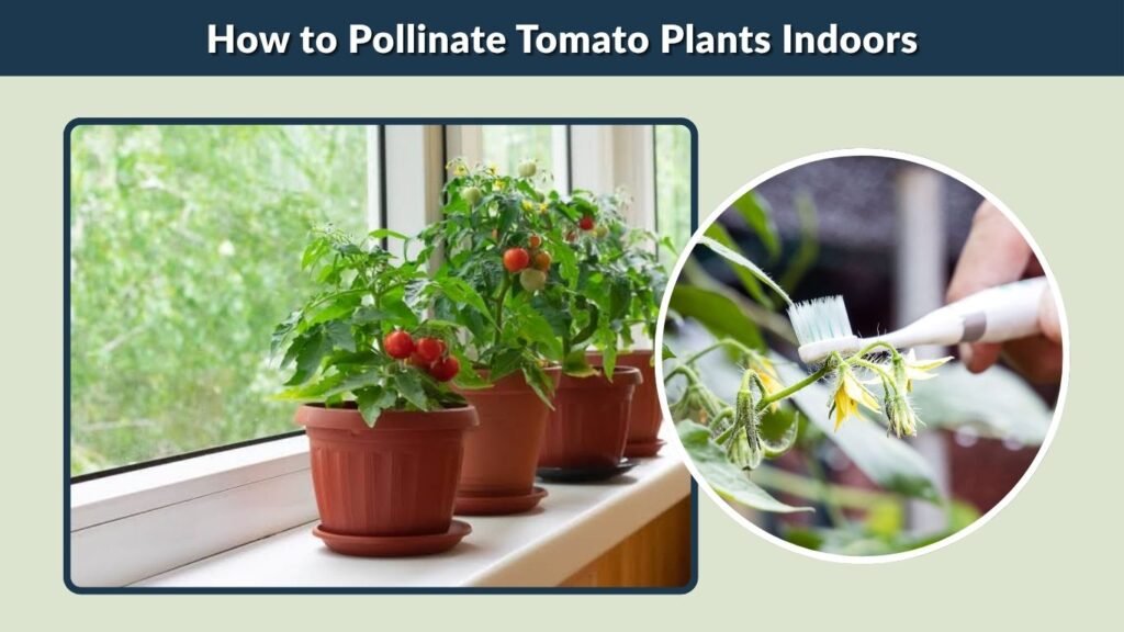 How to Pollinate Tomato Plants Indoors