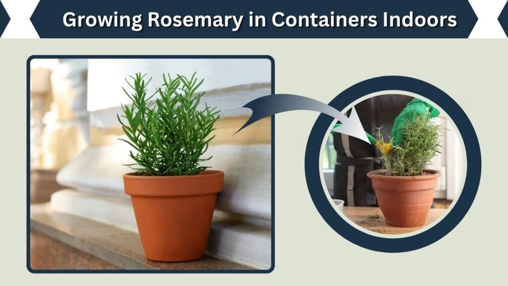 Growing Rosemary in Containers Indoors