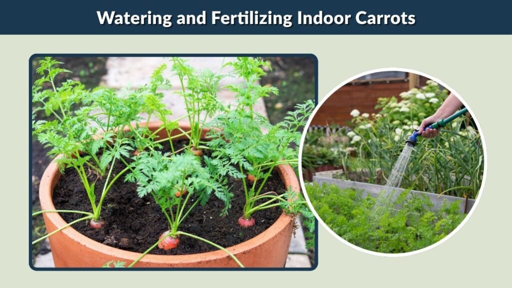 Watering and Fertilizing Indoor Carrots
