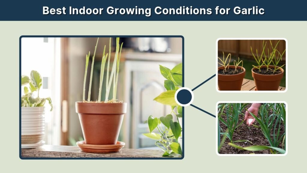 Best Indoor Growing Conditions for Garlic