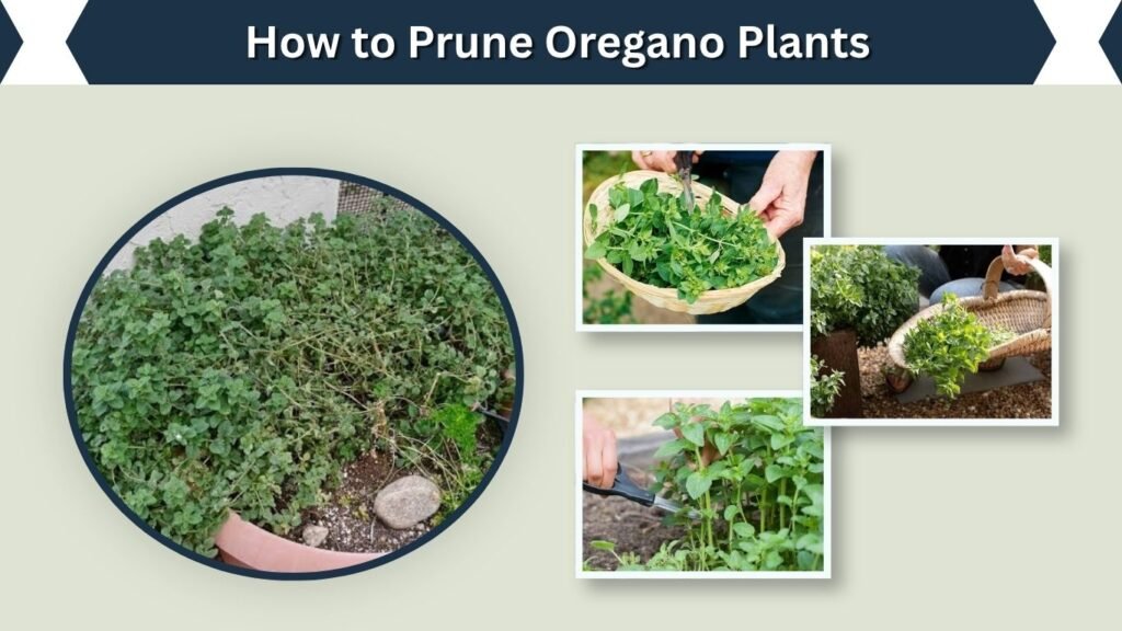 How to Prune Oregano Plants