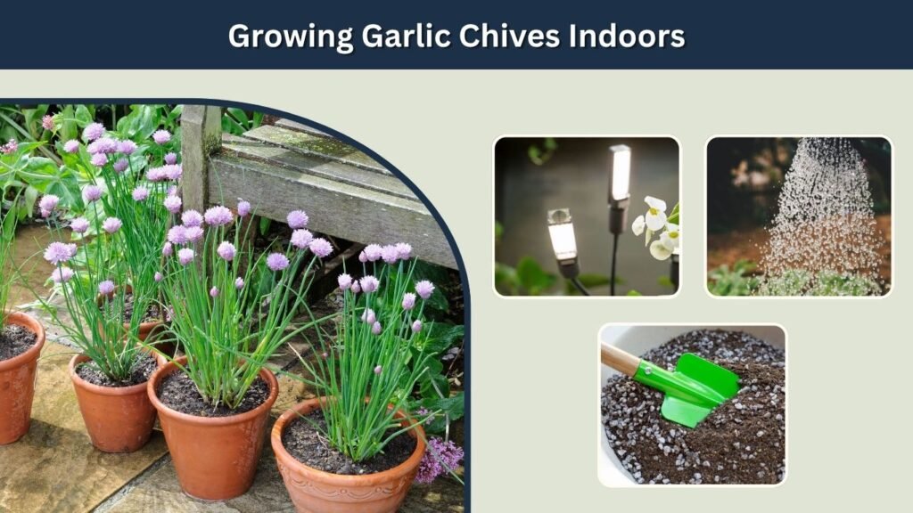 Growing Garlic Chives Indoors