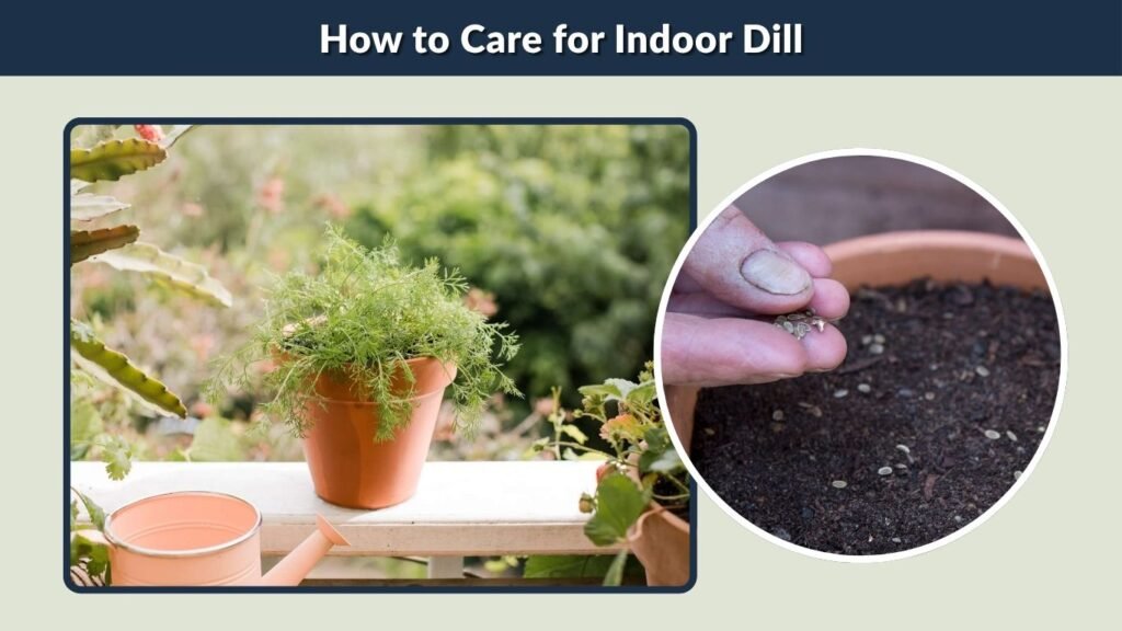How to Care for Indoor Dill