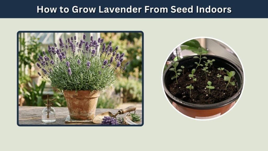 How to Grow Lavender From Seed Indoors