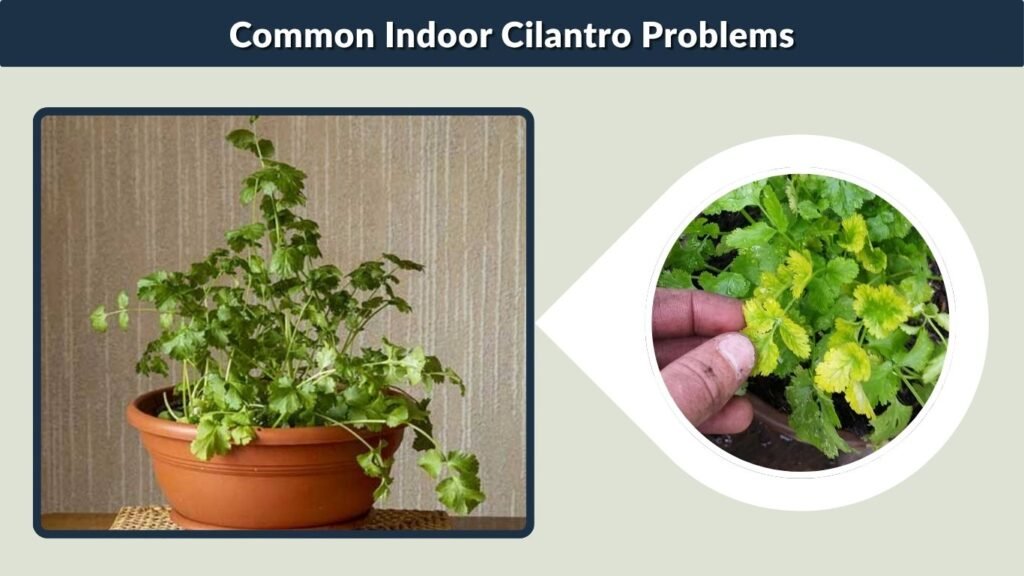 Common Indoor Cilantro Problems