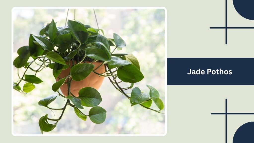 Jade Pothos