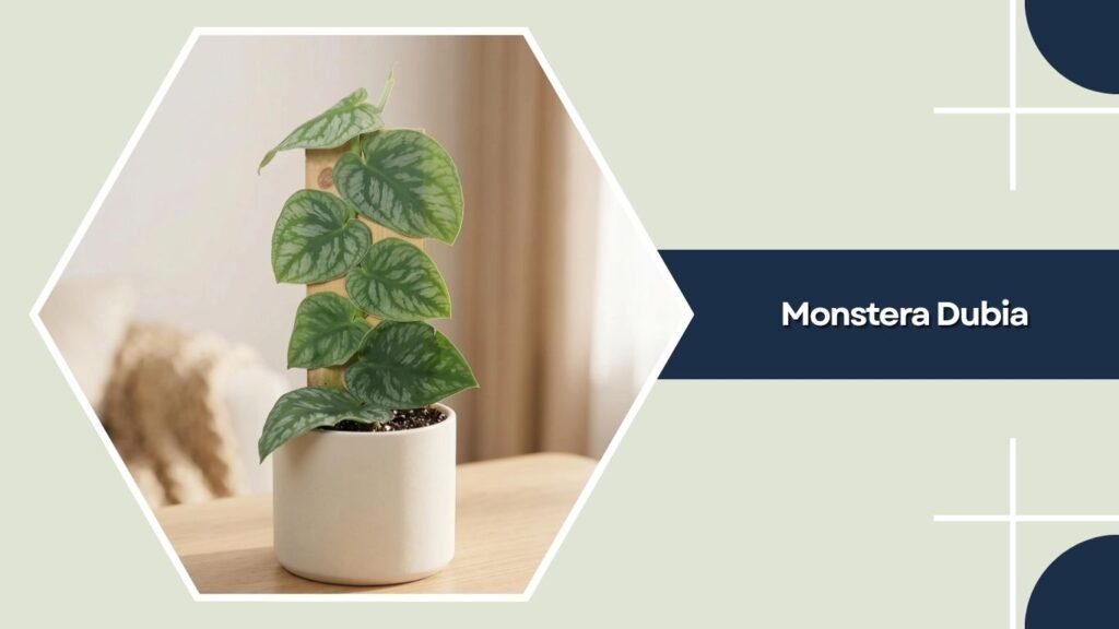 Monstera Dubia (Shingle Plant)