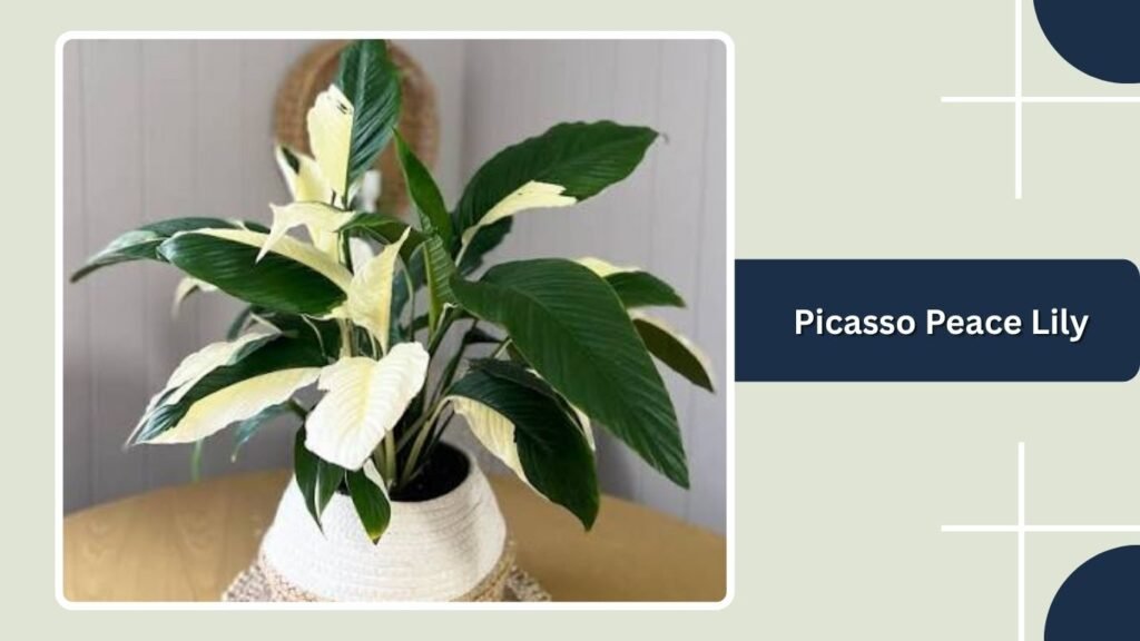 Picasso Peace Lily (Spathiphyllum 'Picasso')