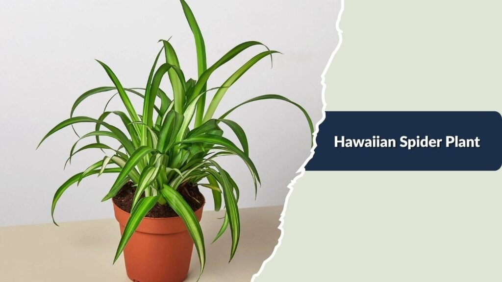 Hawaiian Spider Plant (Chlorophytum comosum 'Hawaiian')