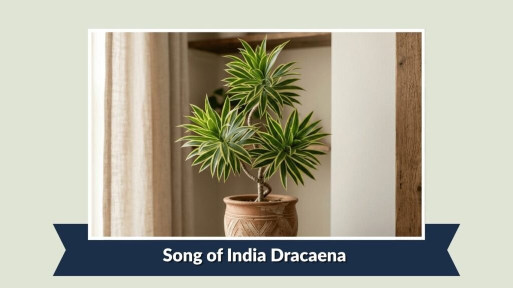 Song of India Dracaena (Dracaena reflexa 'Song of India')