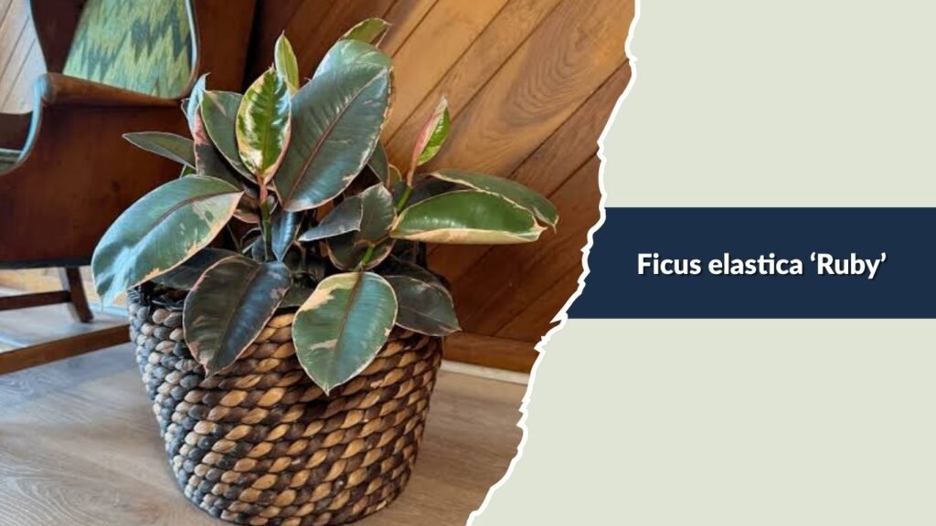 Ficus elastica ‘Ruby’ (Ruby Rubber Plant)