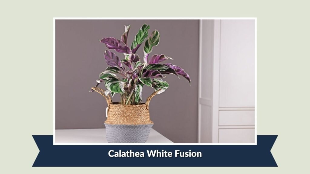 Calathea White Fusion