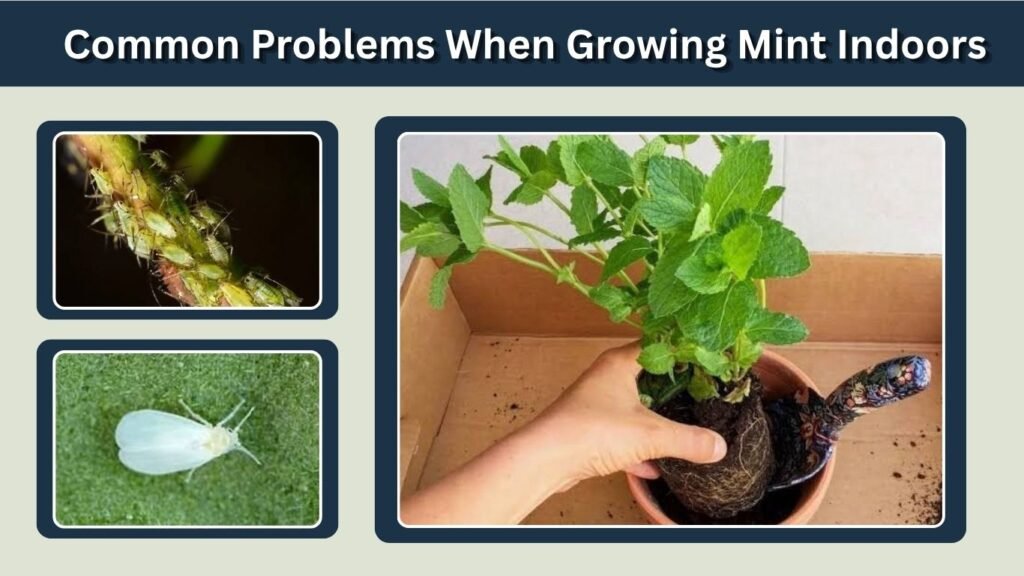 Common Problems When Growing Mint Indoors
