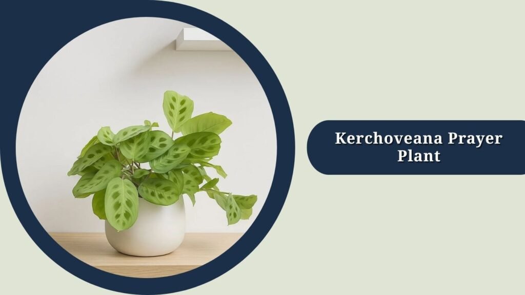 Kerchoveana Prayer Plant (Maranta leuconeura var. kerchoveana)