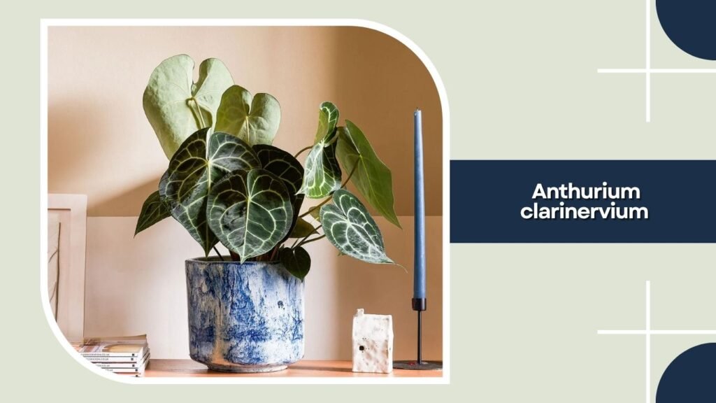 Anthurium clarinervium