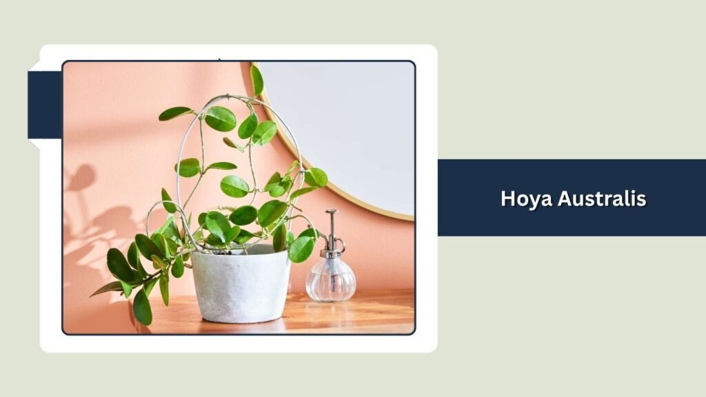 Hoya Australis (Hoya australis)