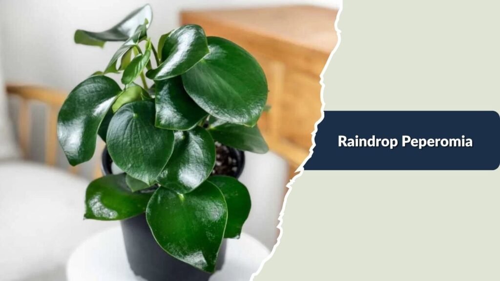 Raindrop Peperomia (Peperomia polybotrya)