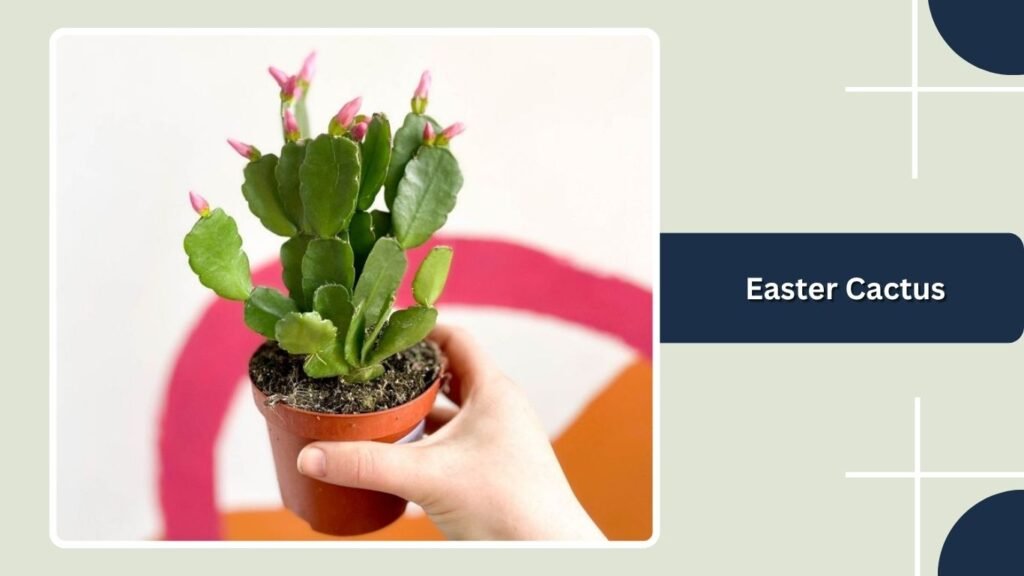 Easter Cactus