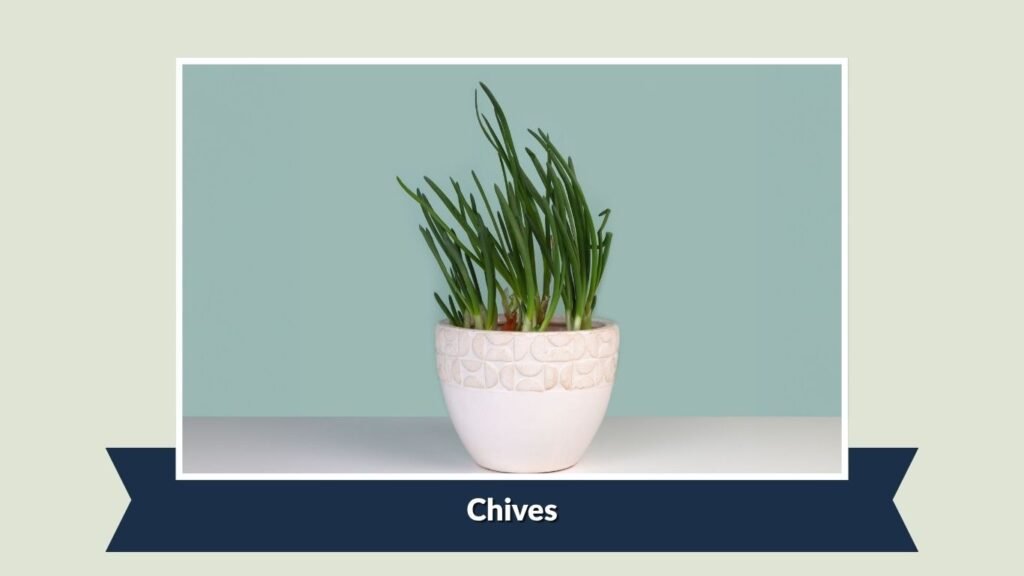 Chives