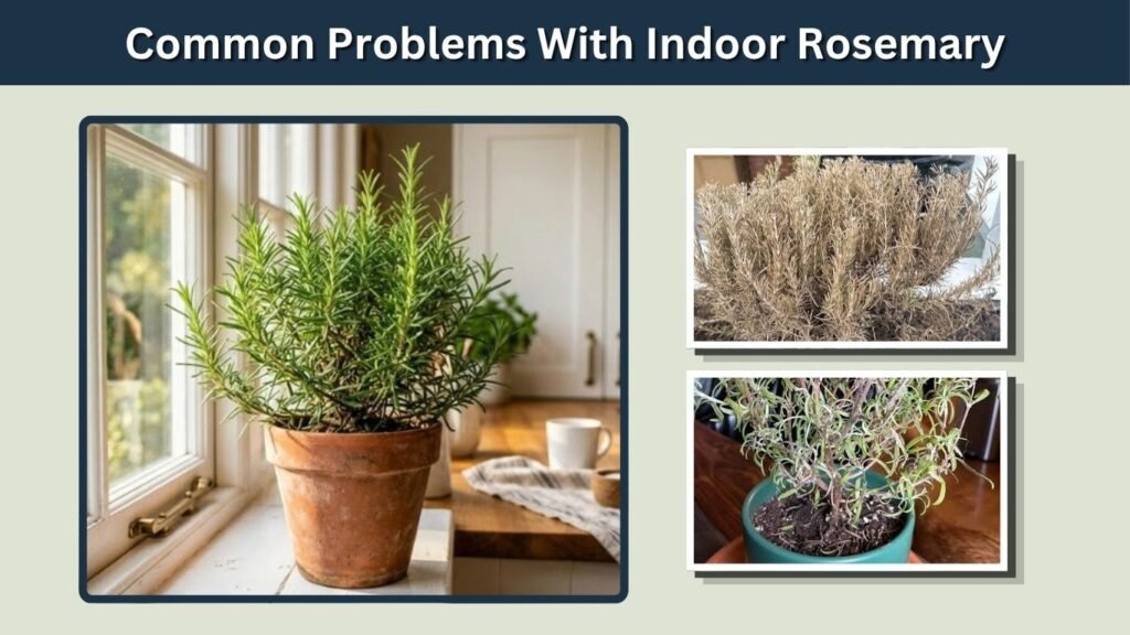 Common Problems With Indoor Rosemary