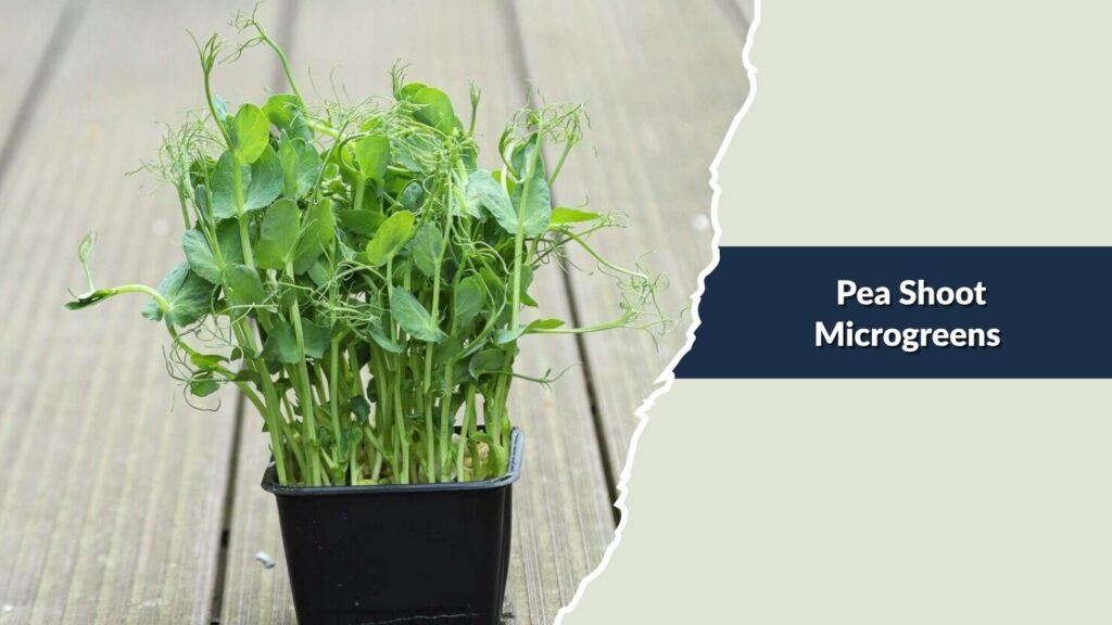 Pea Shoot Microgreens