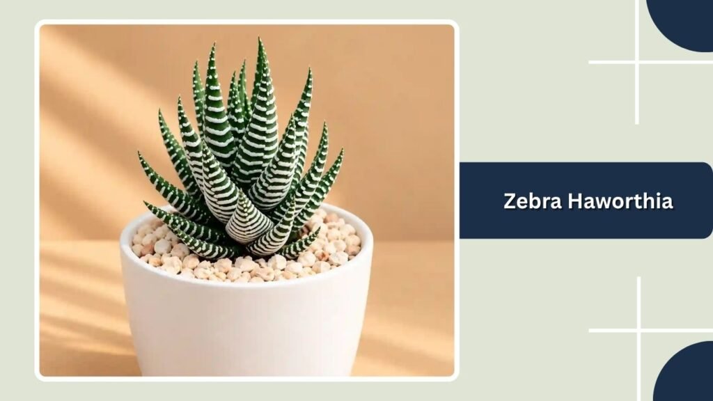 Zebra Haworthia