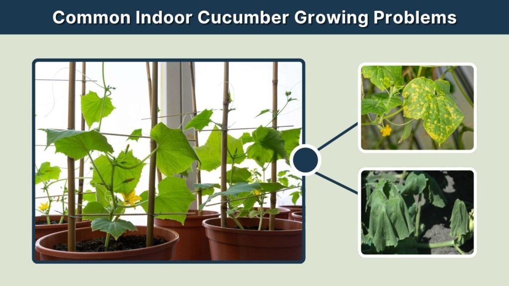 Common Indoor Cucumber Growing Problems