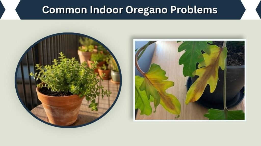 Common Indoor Oregano Problems