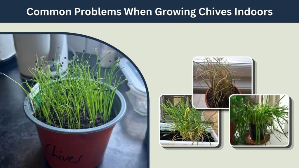 Common Problems When Growing Chives Indoors