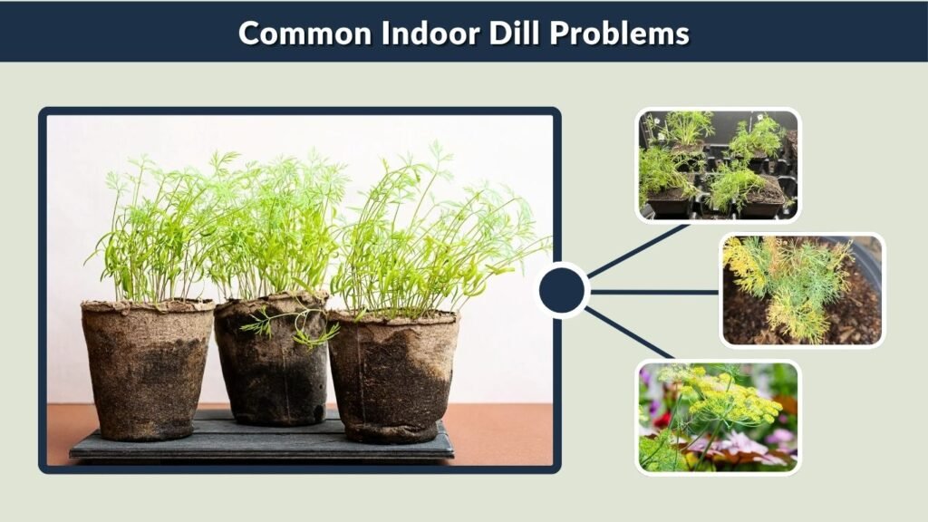 Common Indoor Dill Problems