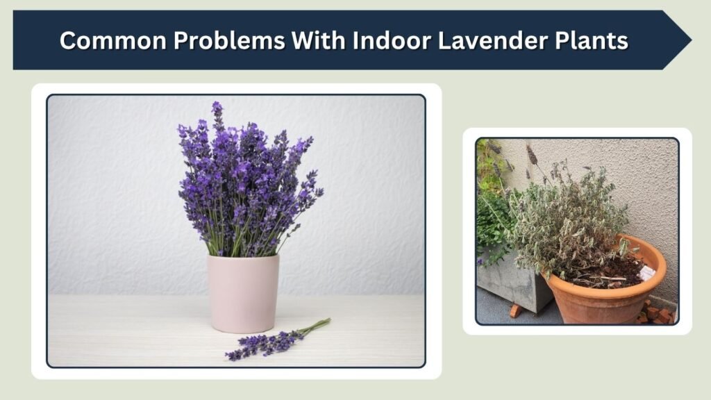 Common Problems With Indoor Lavender Plants