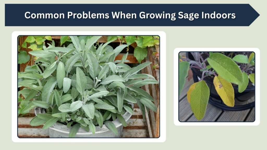 Common Problems When Growing Sage Indoors