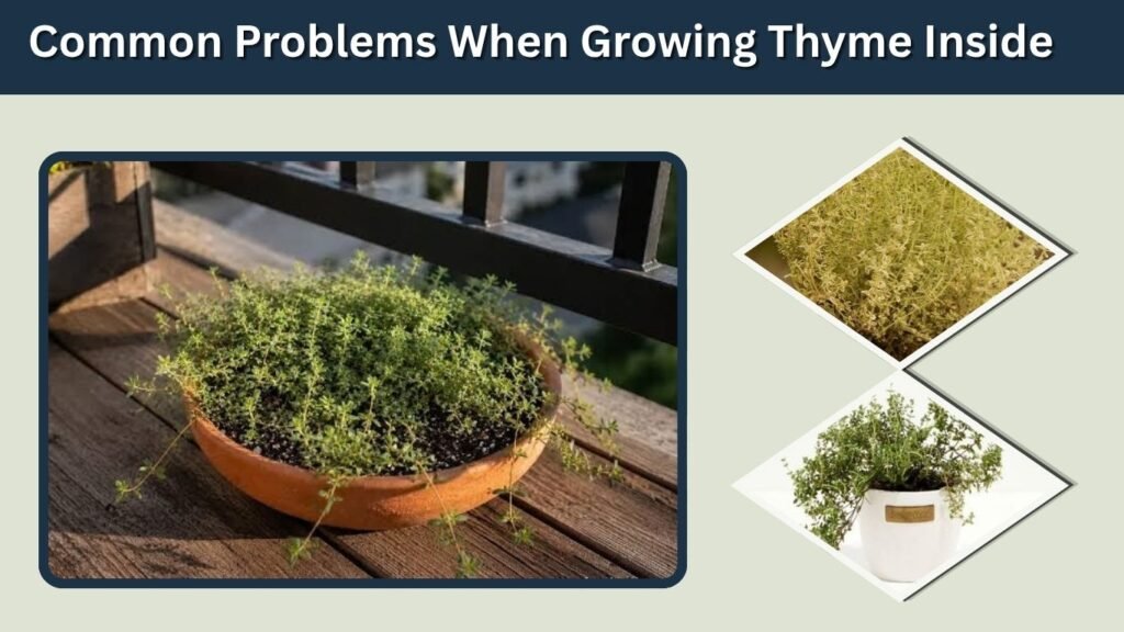 Common Problems When Growing Thyme Inside