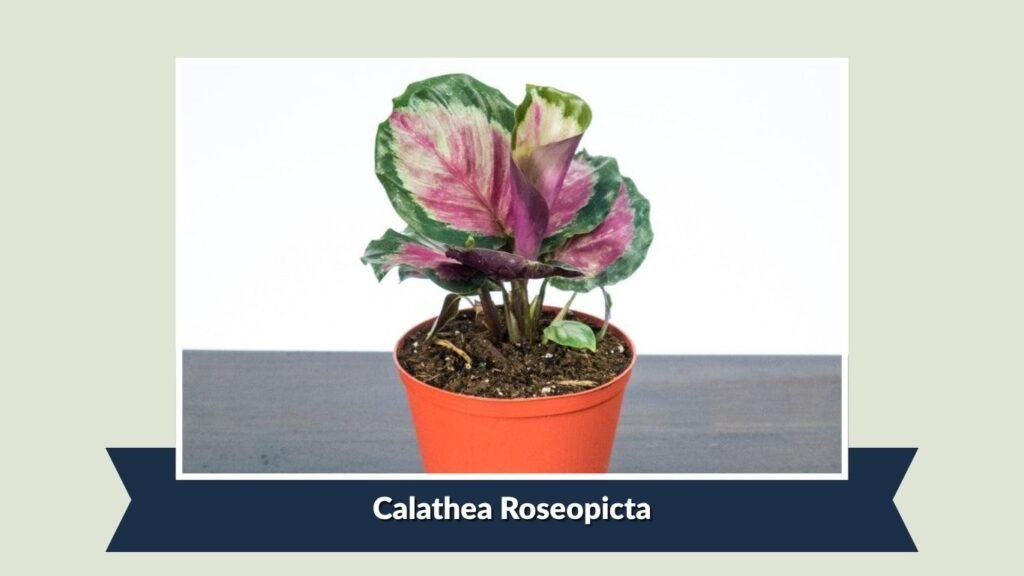 Calathea Roseopicta