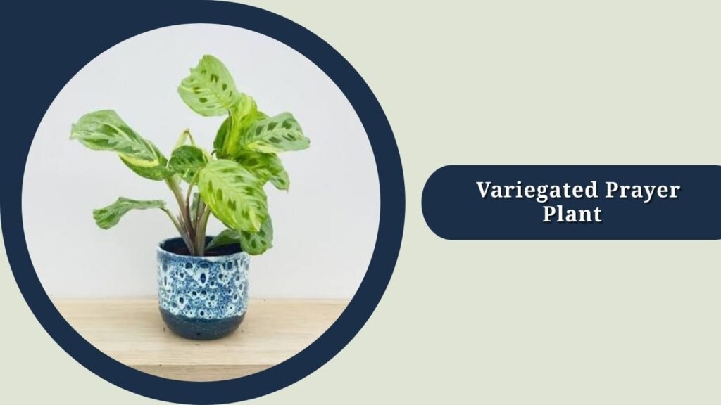 Variegated Prayer Plant (Maranta leuconeura 'Beauty Kim')