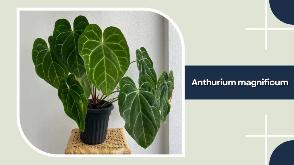 Anthurium magnificum