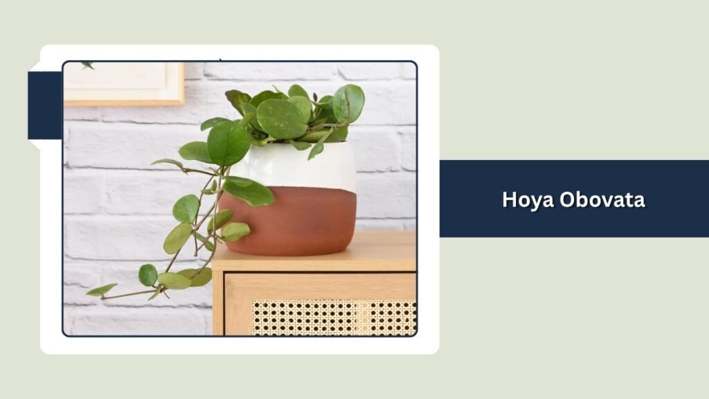 Hoya Obovata (Hoya obovata)