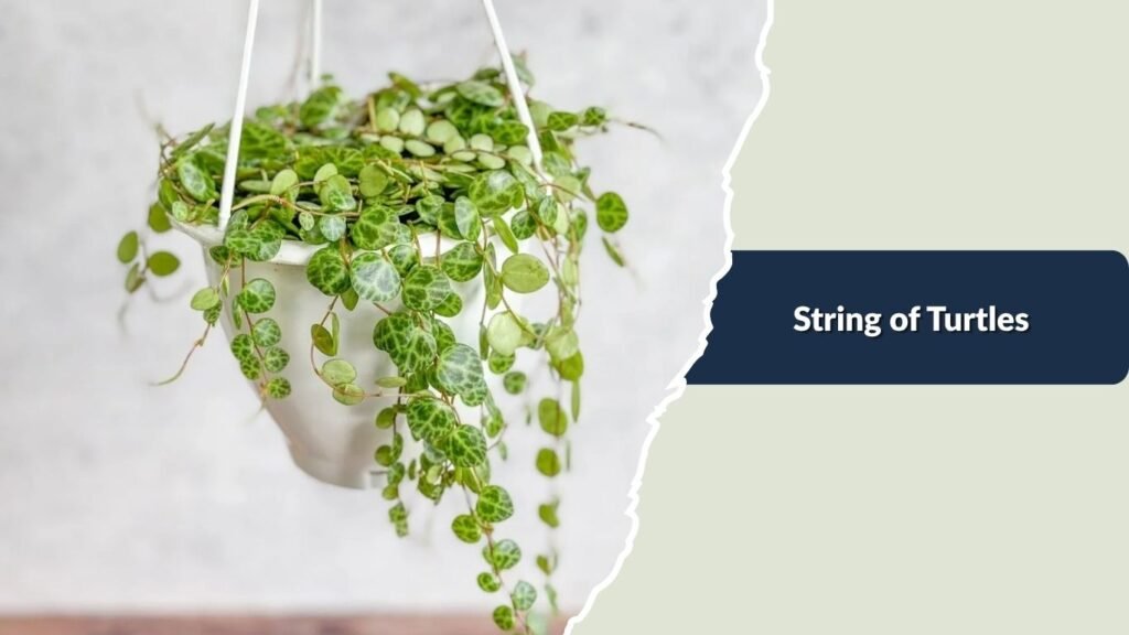 String of Turtles (Peperomia prostrata)