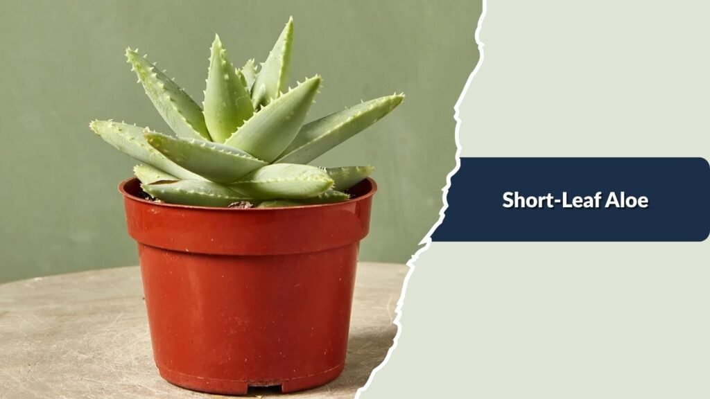 Short-Leaf Aloe