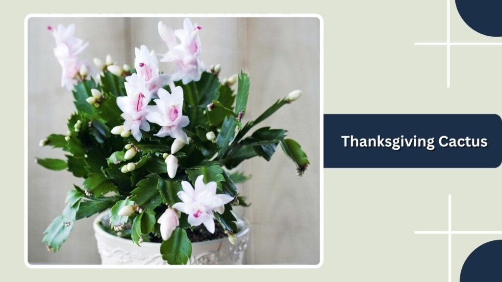 Thanksgiving Cactus
