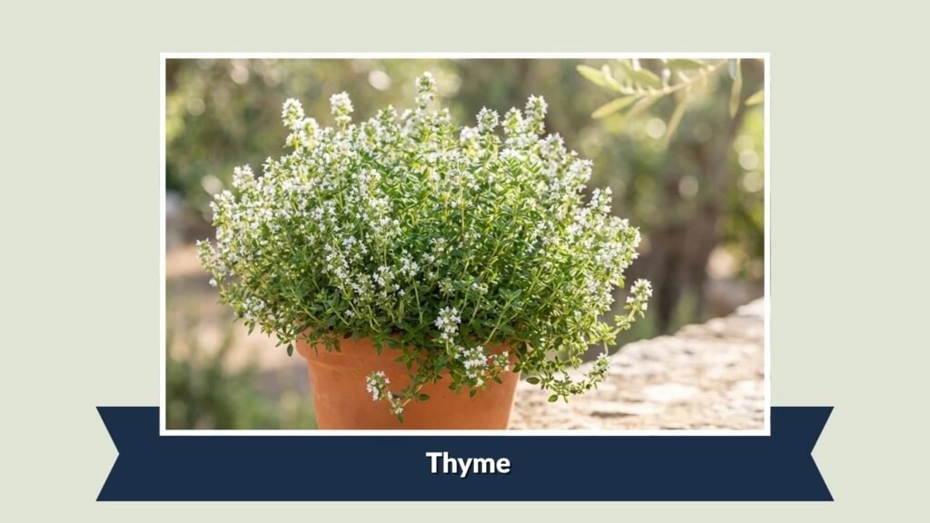 Thyme