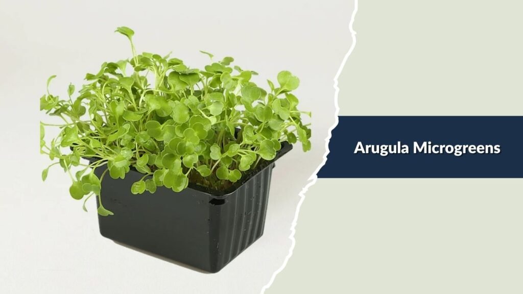 Arugula Microgreens